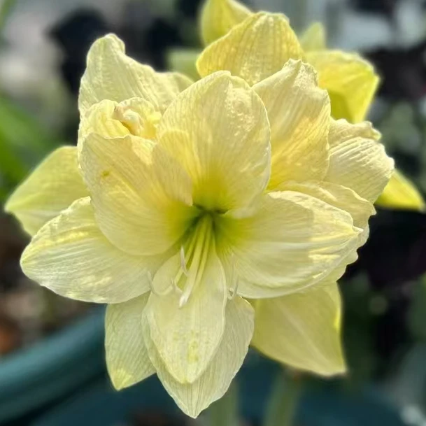 「黄玫瑰」基地球苗 朱顶红球苗 重瓣 <带盆带土发>