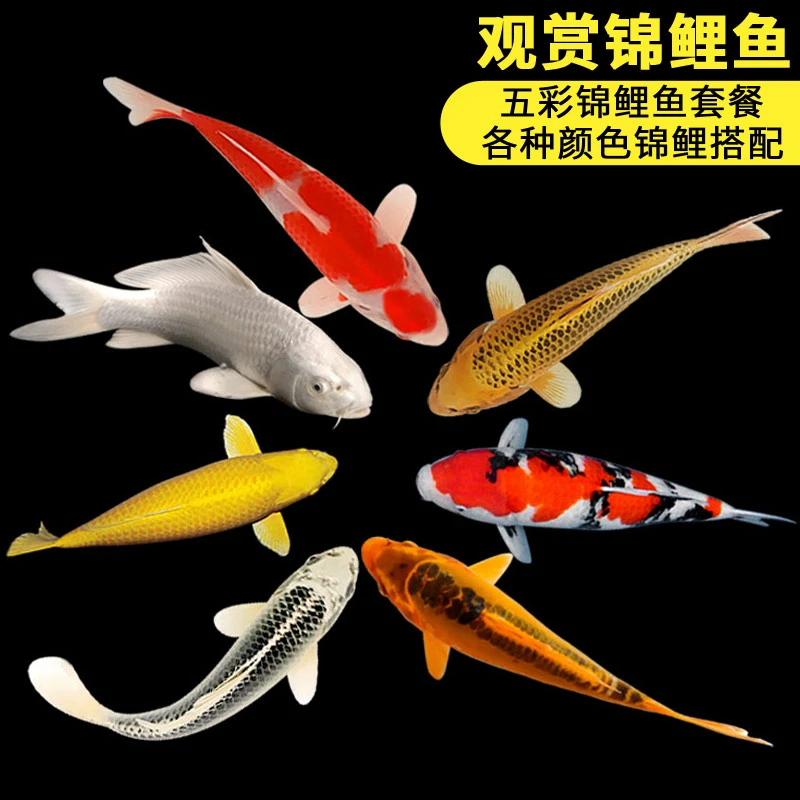 锦鲤鱼活鱼观赏鱼活体冷水淡水鱼血统锦鲤红白大正景观鱼