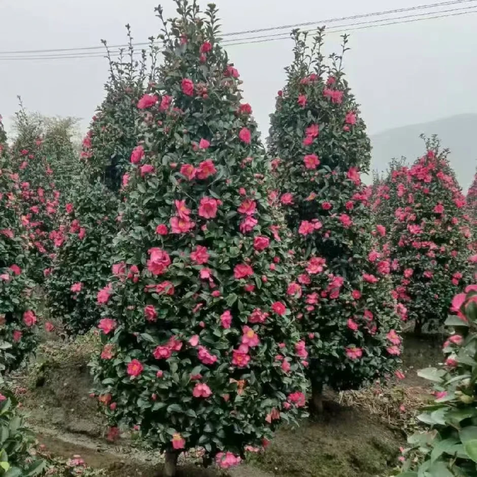 冬季爆花神器茶梅