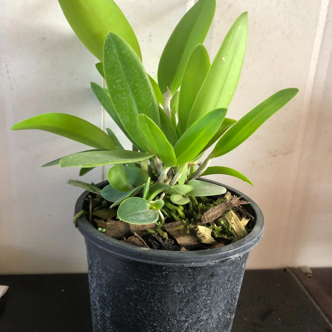 卡特兰福利 花大 复色花  适合盆栽  可室内室外养