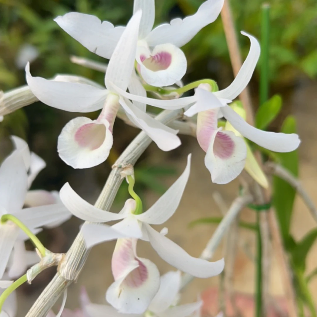 姨妈喇叭唇个体石斛花卉绿植石斛兰盆栽