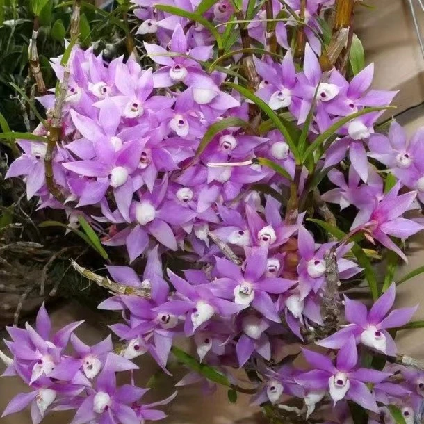 金鱼嘴石斛兰盆栽石斛花卉绿植春季南方室内客厅种植易养护