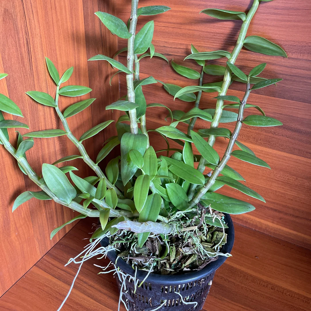 天麝花卉盆栽（个体花香）美观兰花植物窗台办公桌春季栽培春夏秋