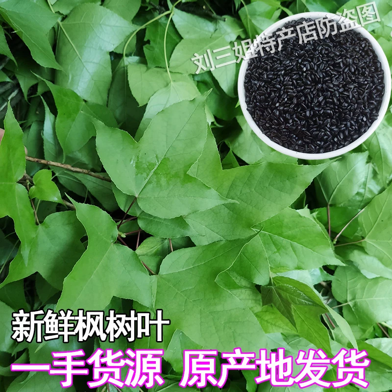 糯米饭植物染料广西三月三清明新鲜香枫叶汁水五色乌饭叶子笋1g