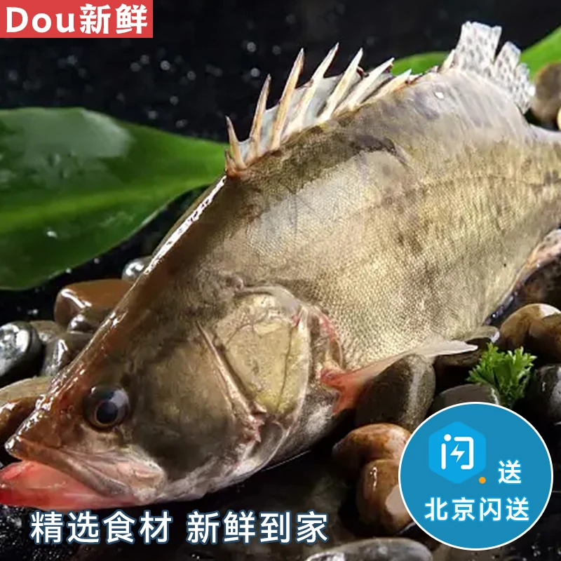 1.8-2斤 1条 鲜活桂鱼 鲜活水产松鼠桂鱼臭鳜鱼