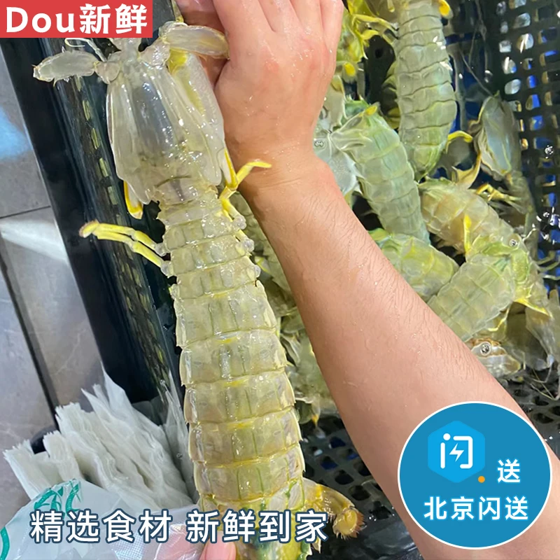 鲜活超大富贵虾 【4-5两/只】2只 高端生猛海鲜 活虾400g