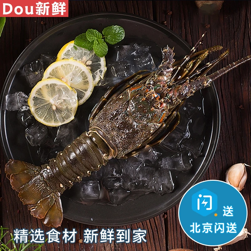 6-7两【1只】鲜活小青龙 印尼 海鲜 龙虾青龙仔 水产