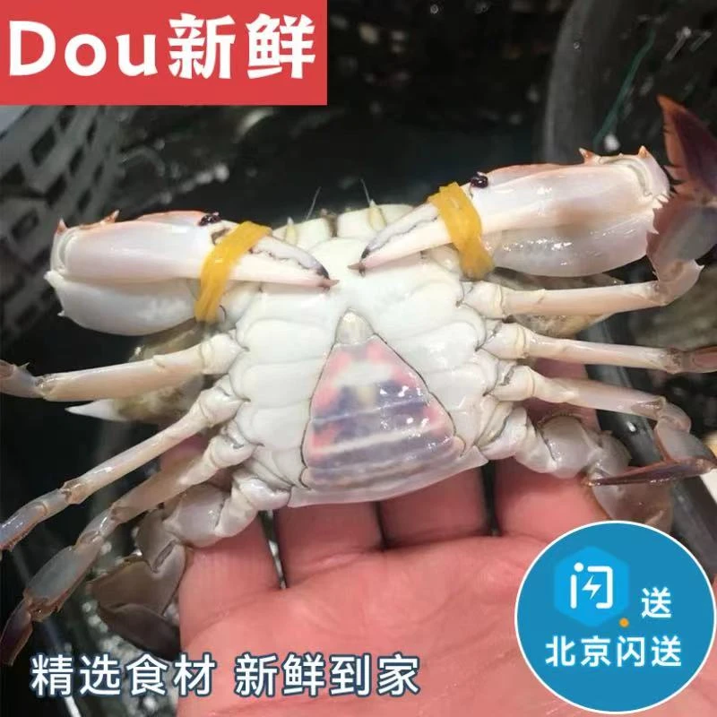 500g 3-5只 三角蟹 二母蟹 肉母蟹 梭子蟹 塔脐蟹
