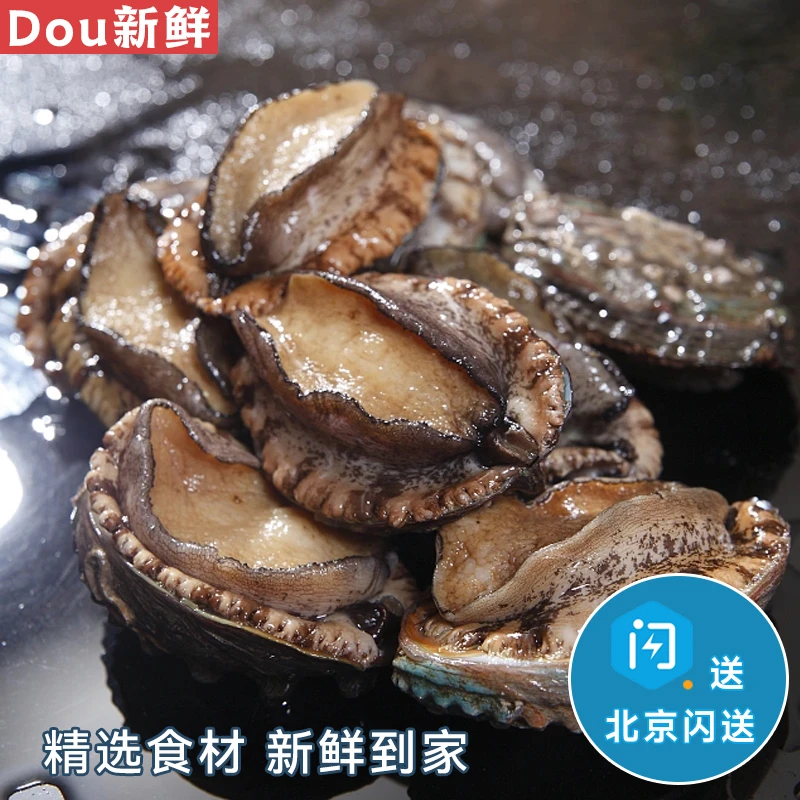 【超大3头鲍】鲜活海鲜大连鲍鱼 【5只装】水产 大鲍鱼