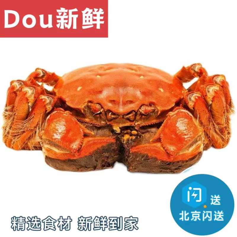 母蟹 2.8两 8只 鲜活大闸蟹  现货河蟹  现货螃蟹