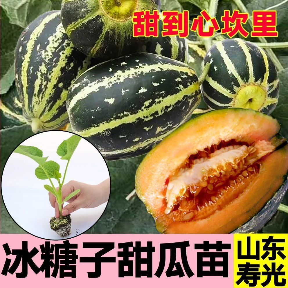 冰糖子甜瓜秧苗超甜爆甜酥脆香瓜种子羊角蜜绿宝石甜瓜四季高产