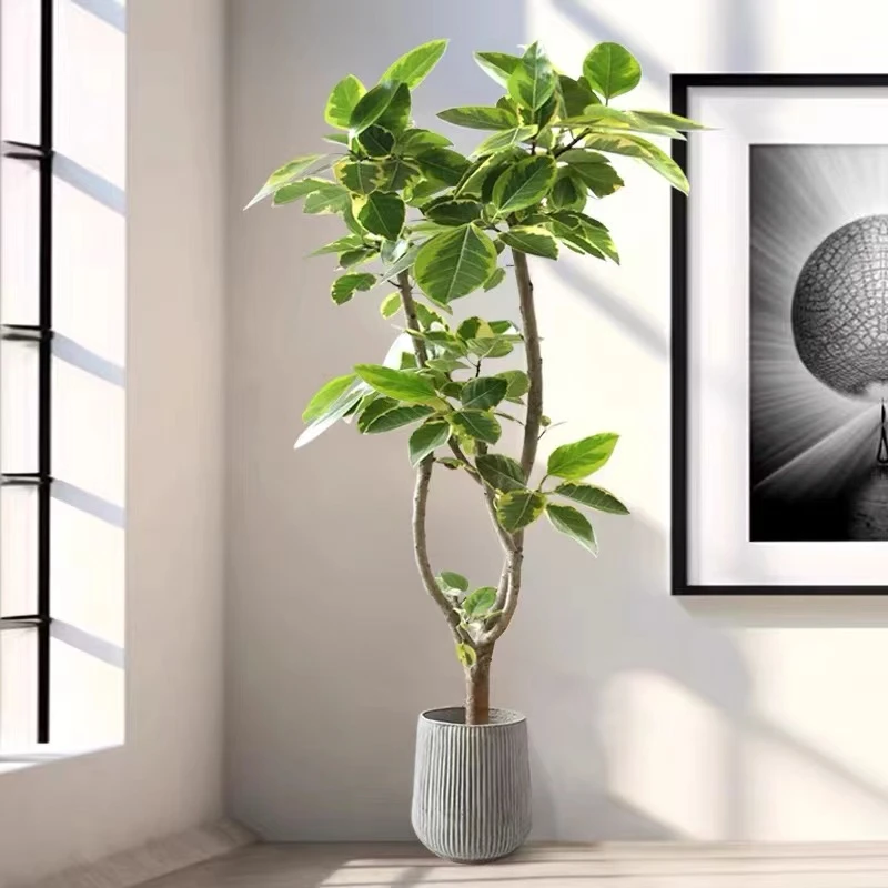 【黄金榕】室内大型网红绿植 易上手型绿植 家居软装推荐款高端大气