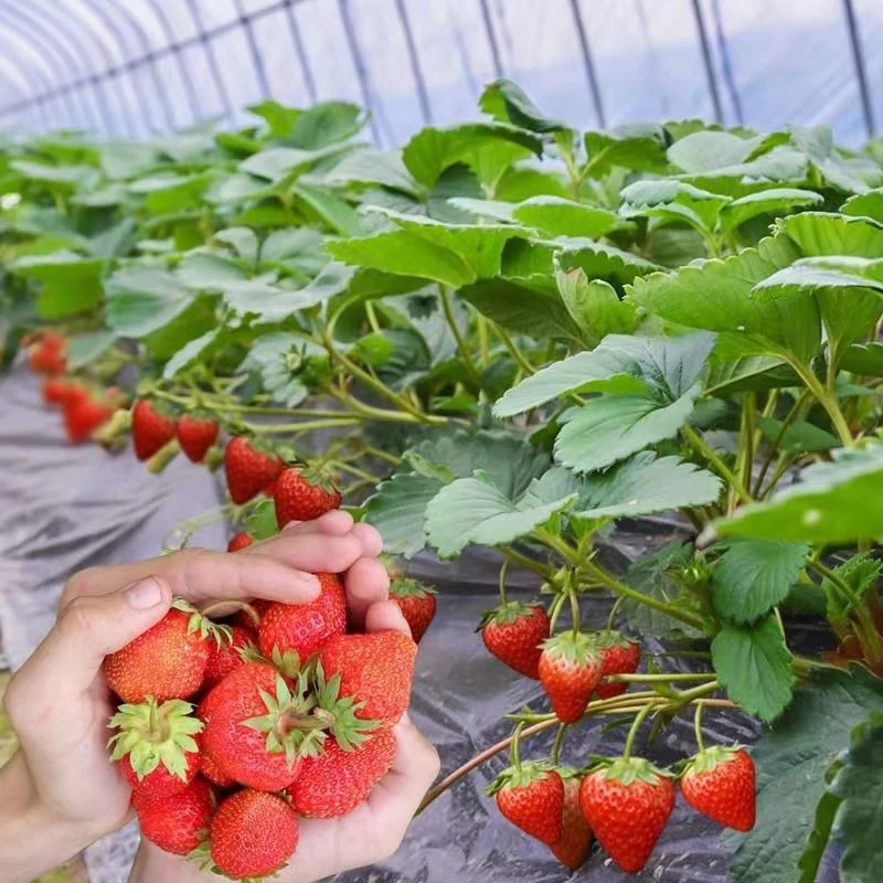 【9.99元6棵】四季奶油草莓苗盆栽南北室内外阳台庭院种植可食用