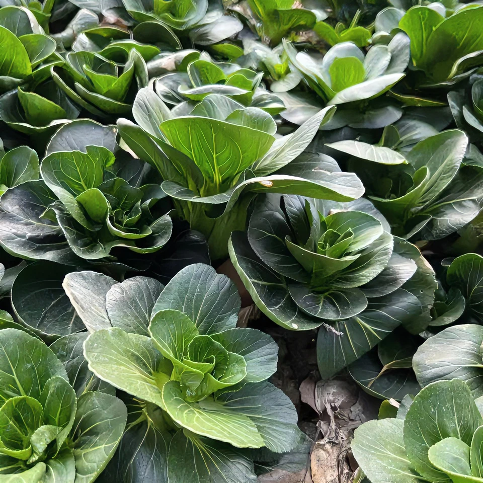 南汇本地矮脚青菜  新鲜蔬菜  京东生鲜发货