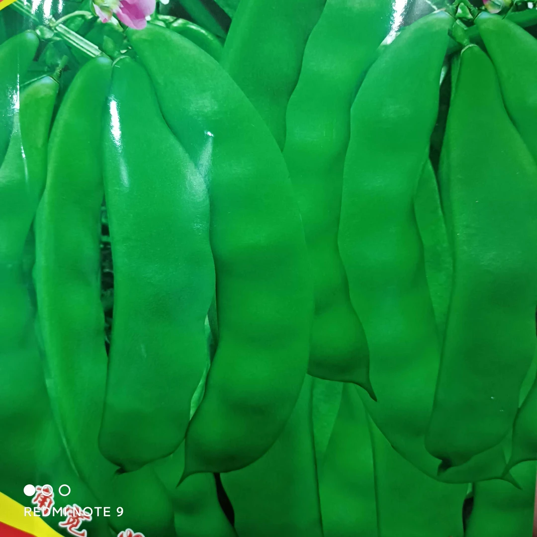 摘不够地油豆角50克