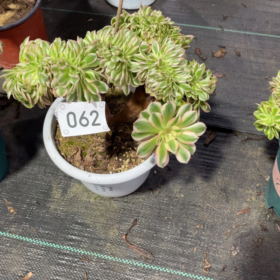 【闪购商品】062倾城缀 多肉