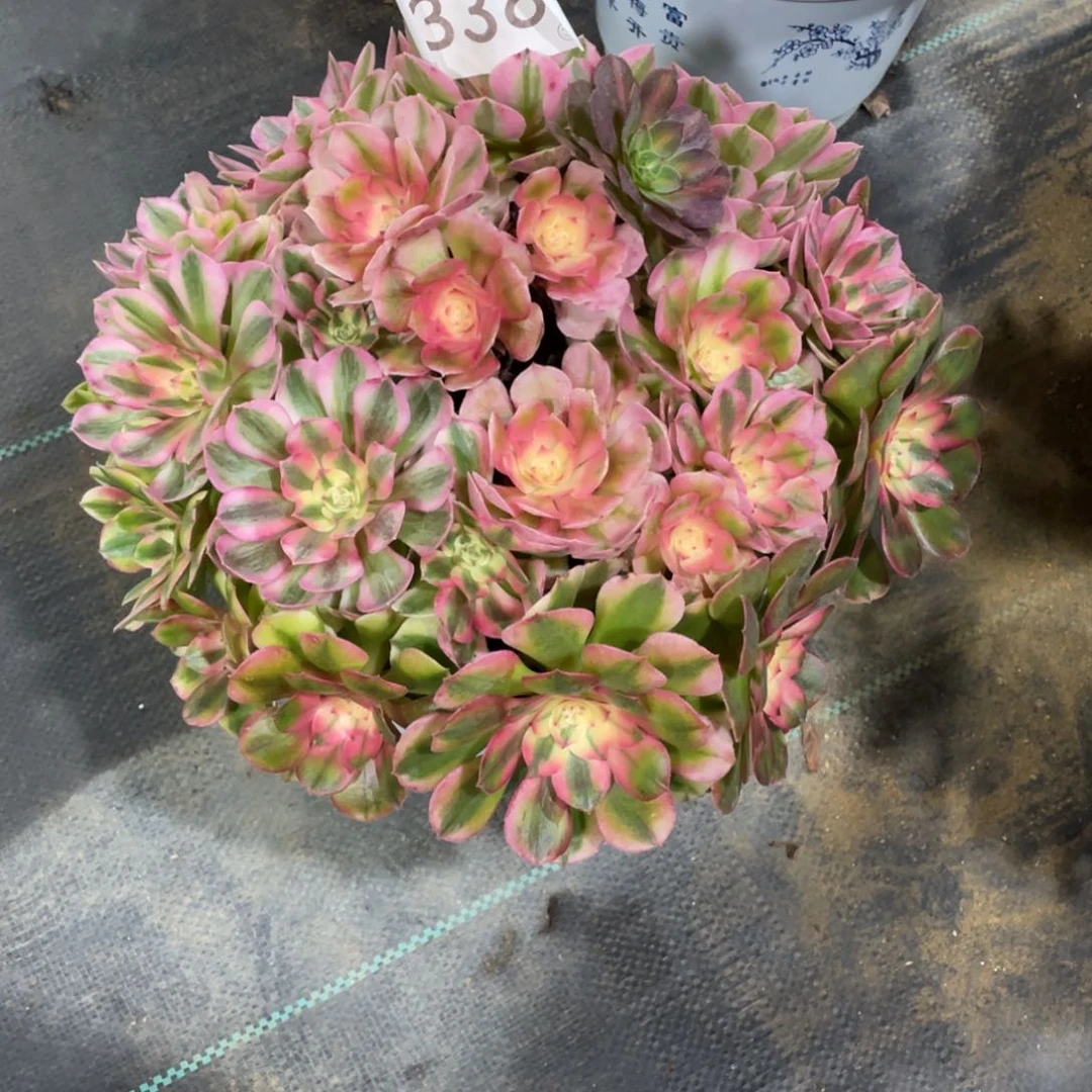 【闪购商品】338荔枝 多肉