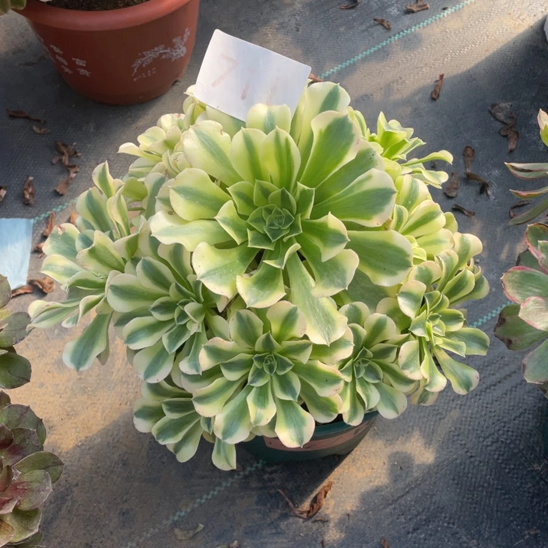 【闪购商品】711绿豆沙 多肉