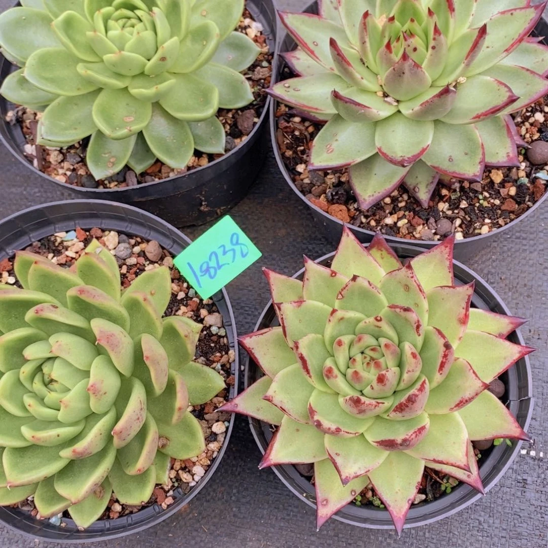 倪*乌木等多种植物的18238多