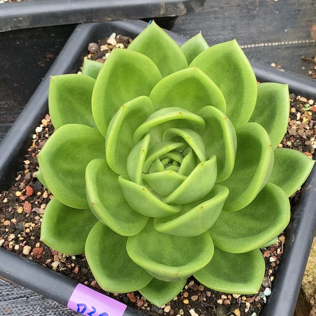 直播福利来了0353来啦