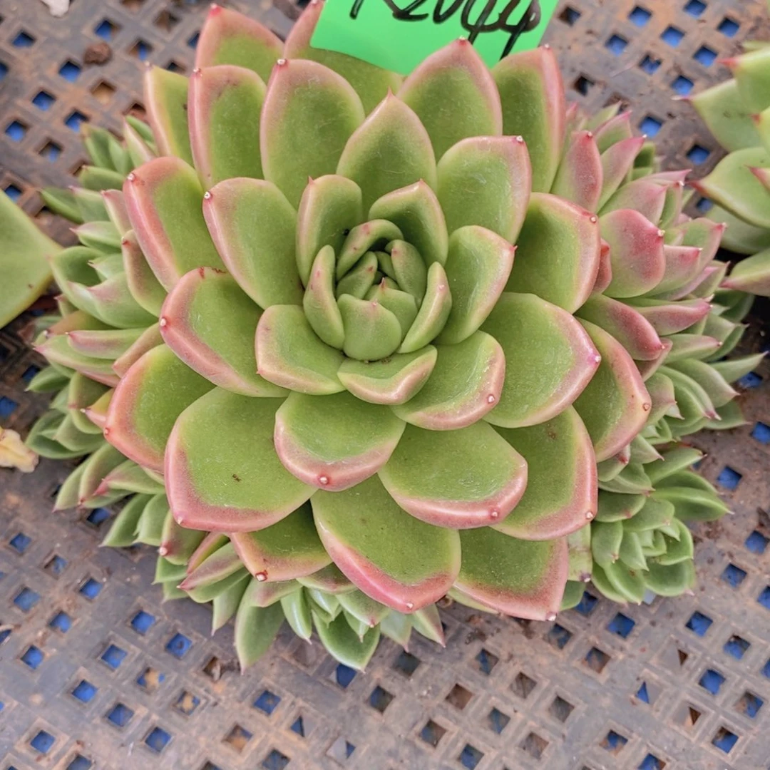 好**连乌木的故事是2044