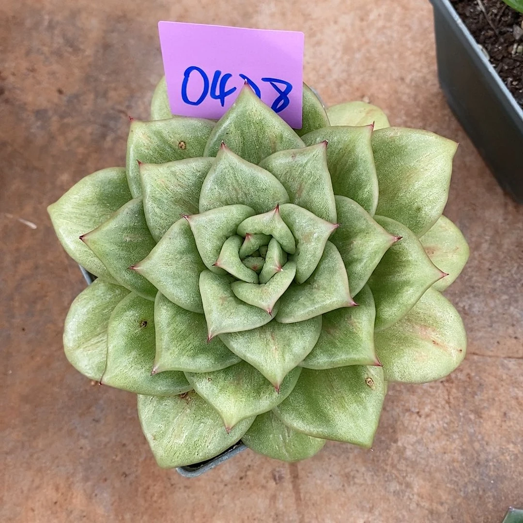 蔷薇玛利亚直播福利0428来了