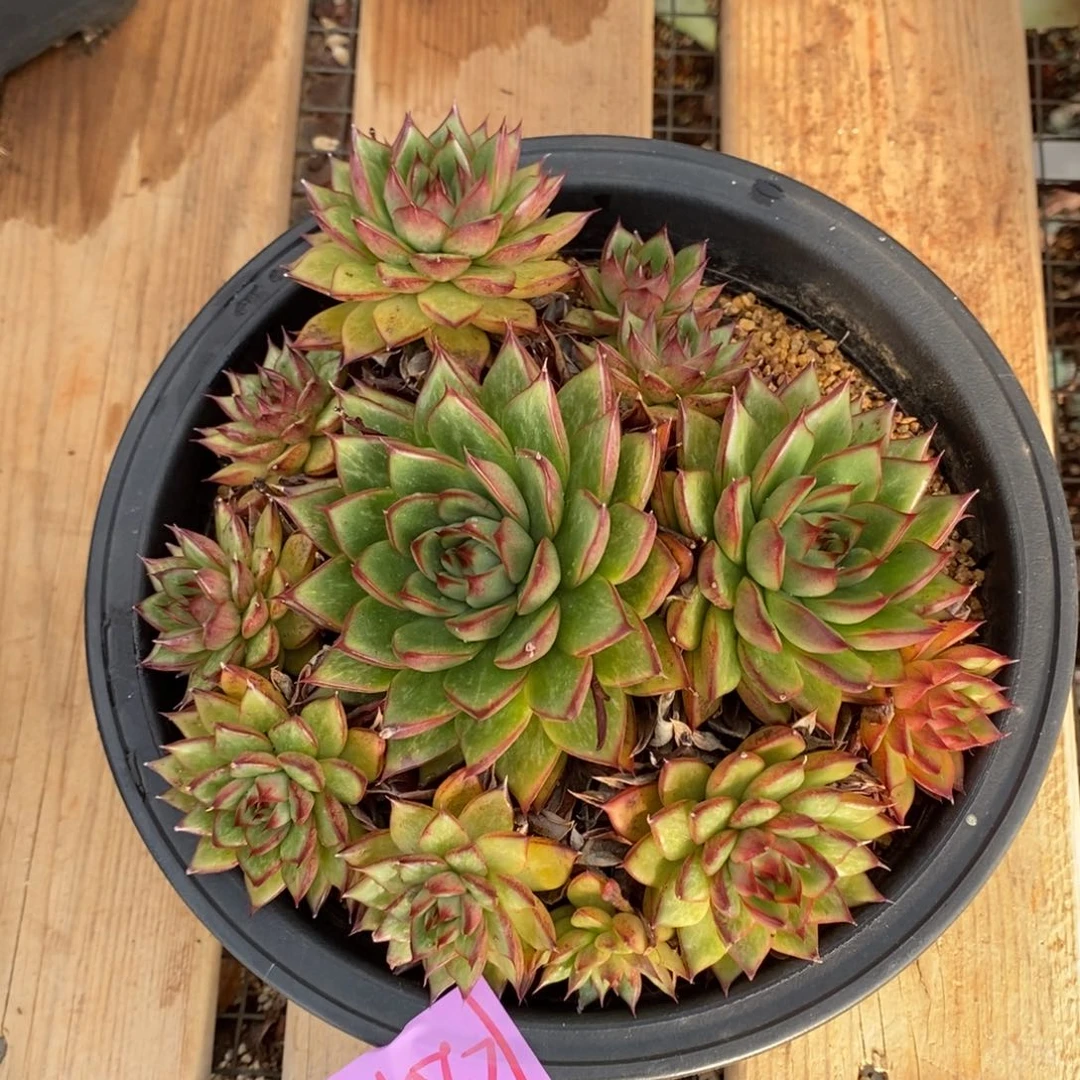 直播福利2010来了