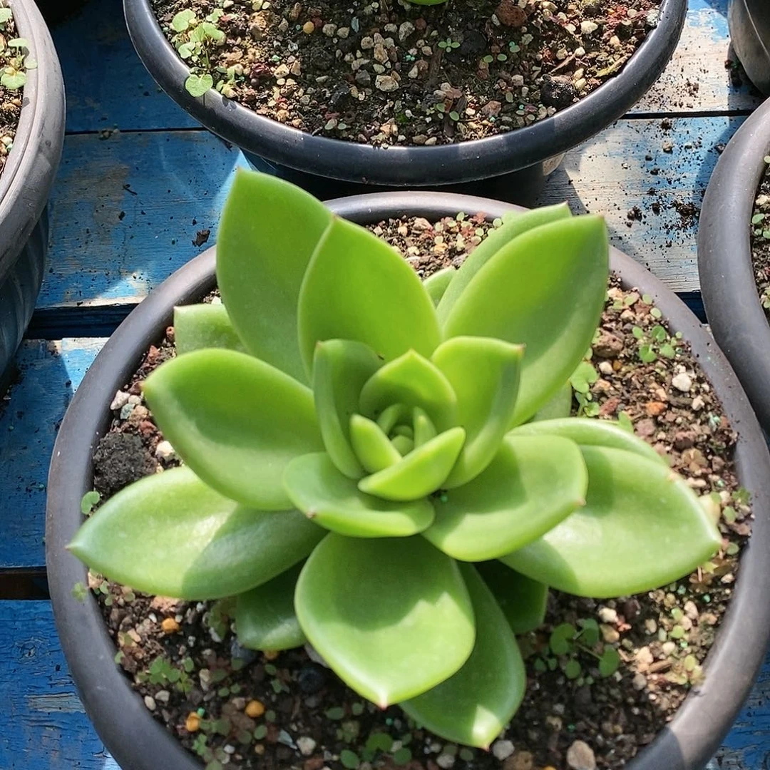 翠花小苗来了直播福利1244来了