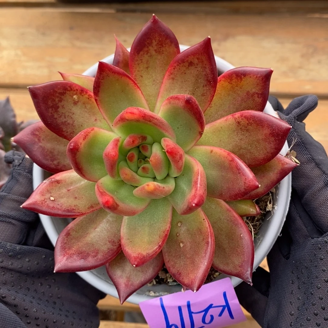 直播福利来了2719来了