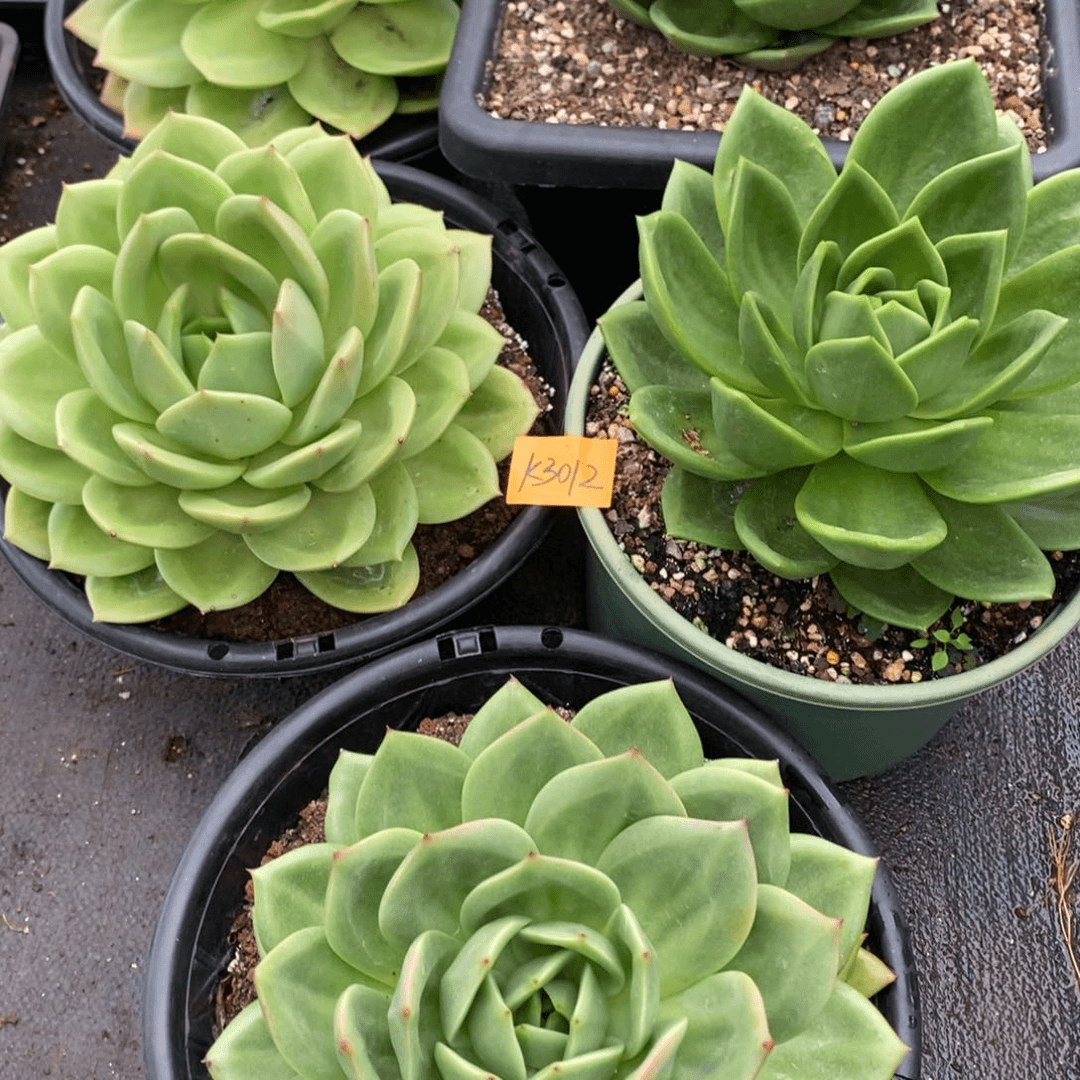 李*白乌木的故事是3012 5颗