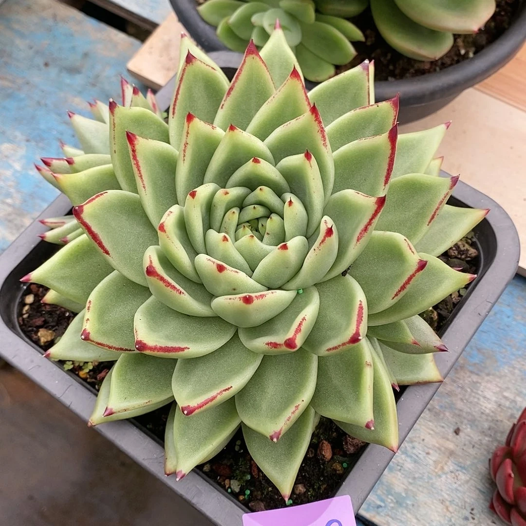 直播福利来啦0229来啦