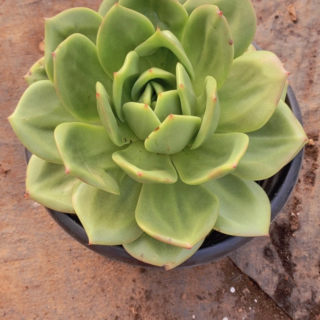 落**秋乌木的故事是3006年