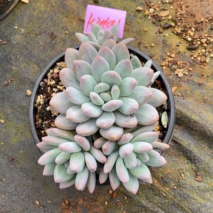 直播福利来了1020104