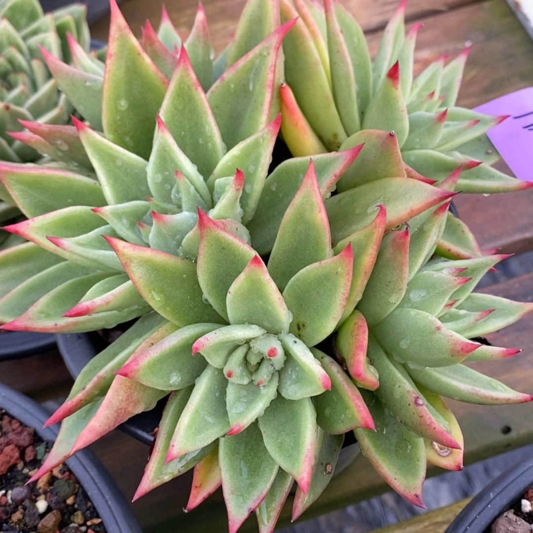 千*里直播福利2041来了直播福利