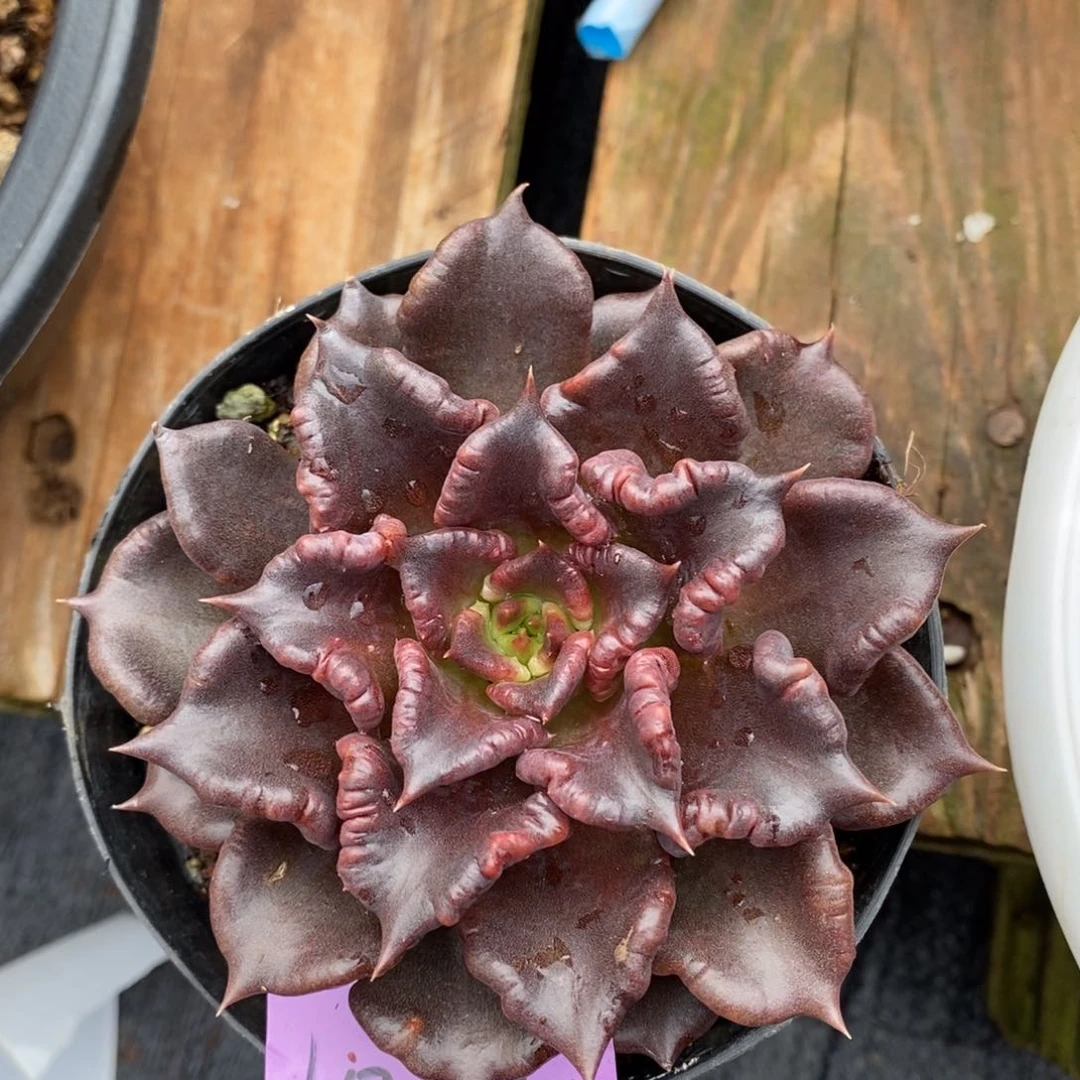 黑饺子皮猪福利2135来了黑饺子皮直播福利