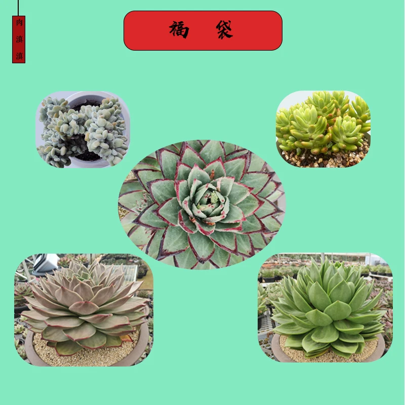肉滇滇多肉植物福袋来袭多肉园艺美观易养净化空气好养新手易养