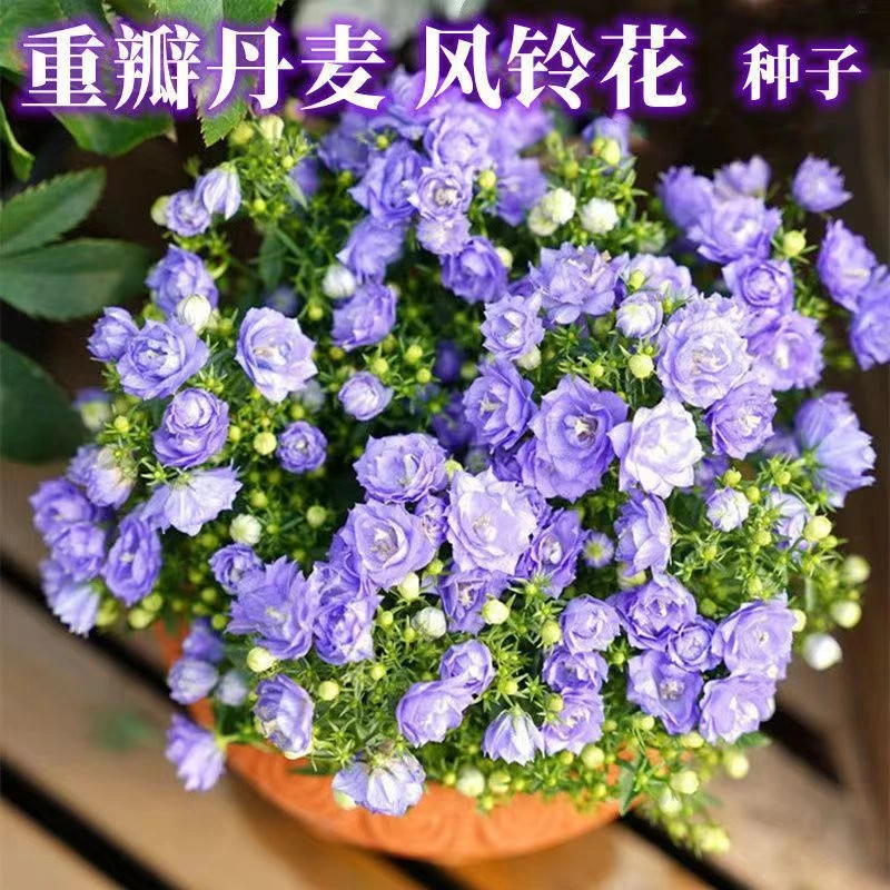【新疆包邮】风铃草花种子四季开花易活花卉种子