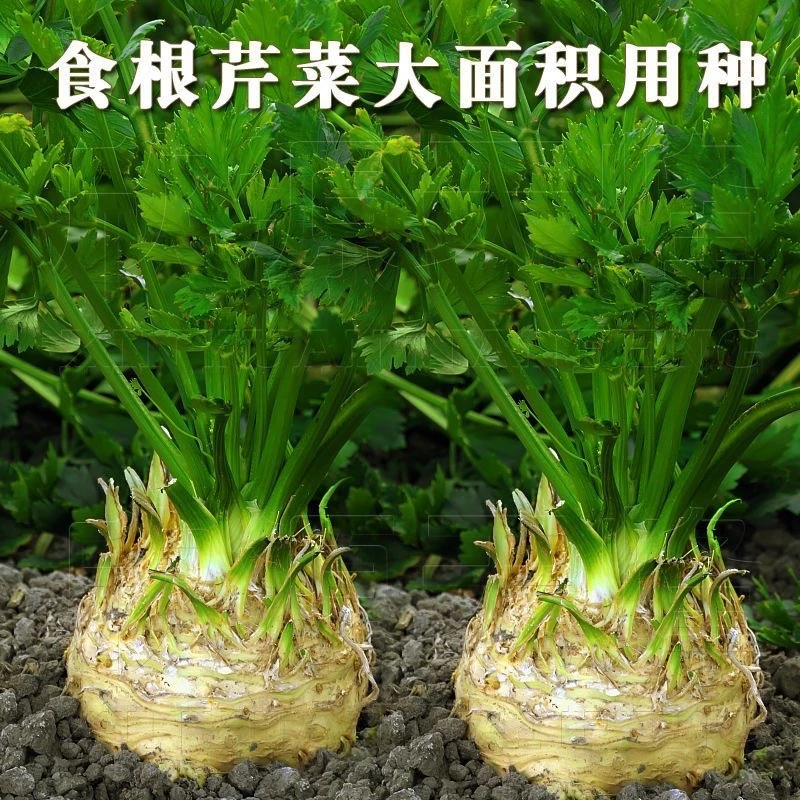 【新疆包邮】19.9/3袋地中海根芹种子四季洋芹菜根种籽稀有蔬菜种子