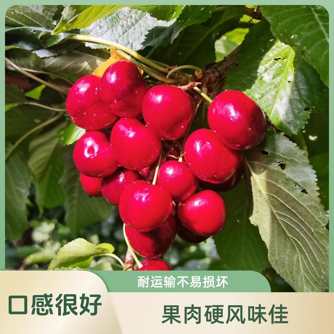 樱味源红珠真正自花授粉2年分枝车厘子苗中熟绿色结实代养11月发