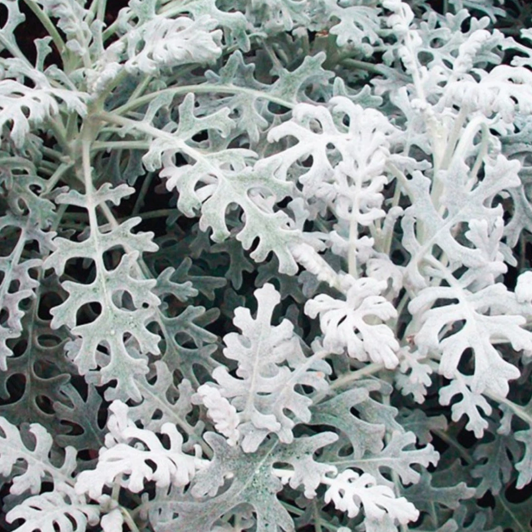 银叶菊银灰系观叶雪叶菊阳台室内可盆栽庭院地栽