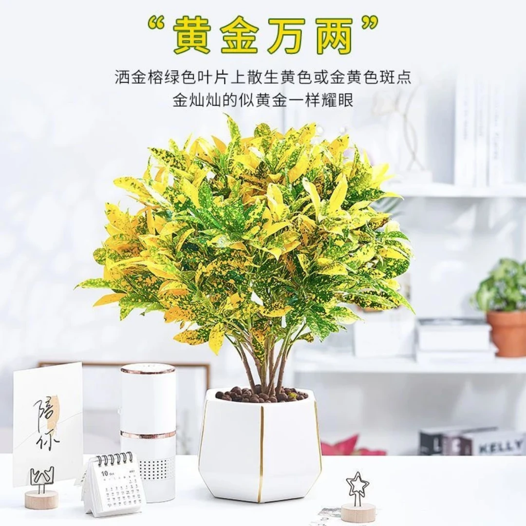 绿色黄金万两盆栽招财室内观叶高端绿植阳台好养办公室盆栽植物