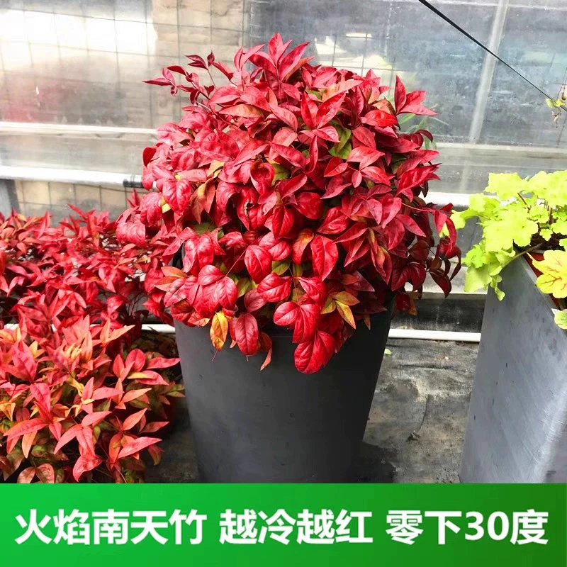 火焰南天竹盆栽室内庭院四季观叶花镜植物耐寒红叶盆景苗