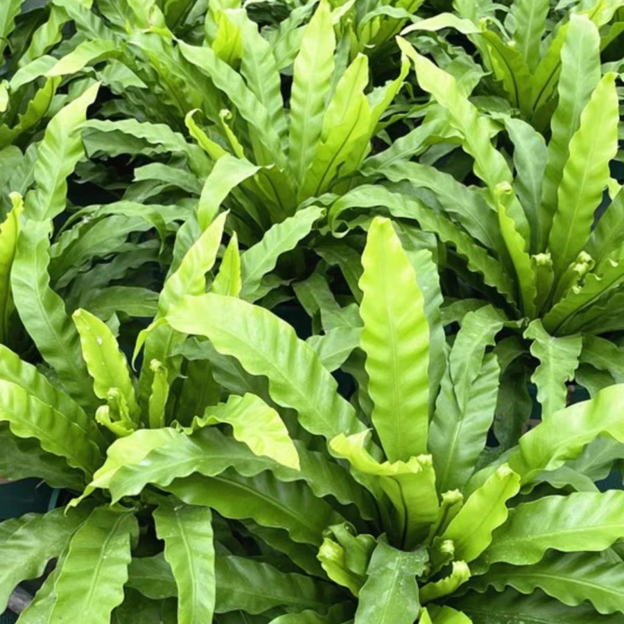 大型展叶鸟巢蕨盆栽室内观叶植物耐旱 净化空气净化甲醛。