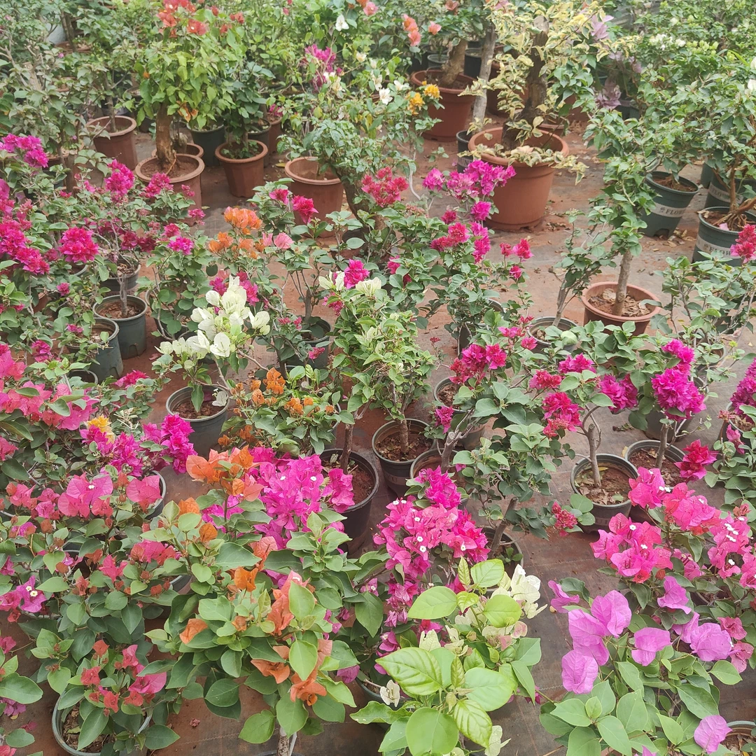 三角梅稀缺名贵一物一拍（运输途中落花落叶介意慎拍）