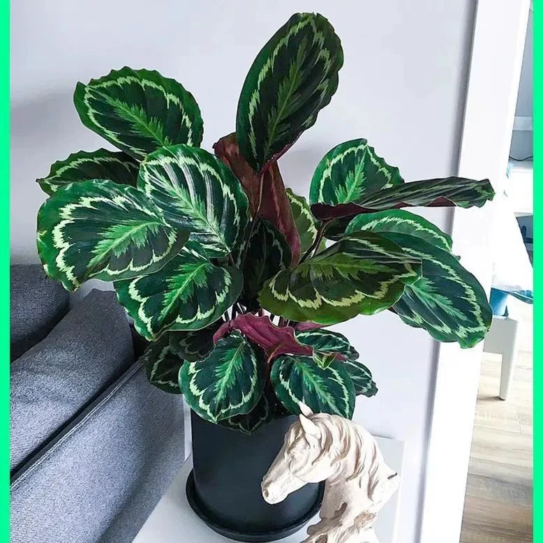 彩虹竹芋1盆栽室内办公桌面好养四季常青耐阴绿植净化空气观叶