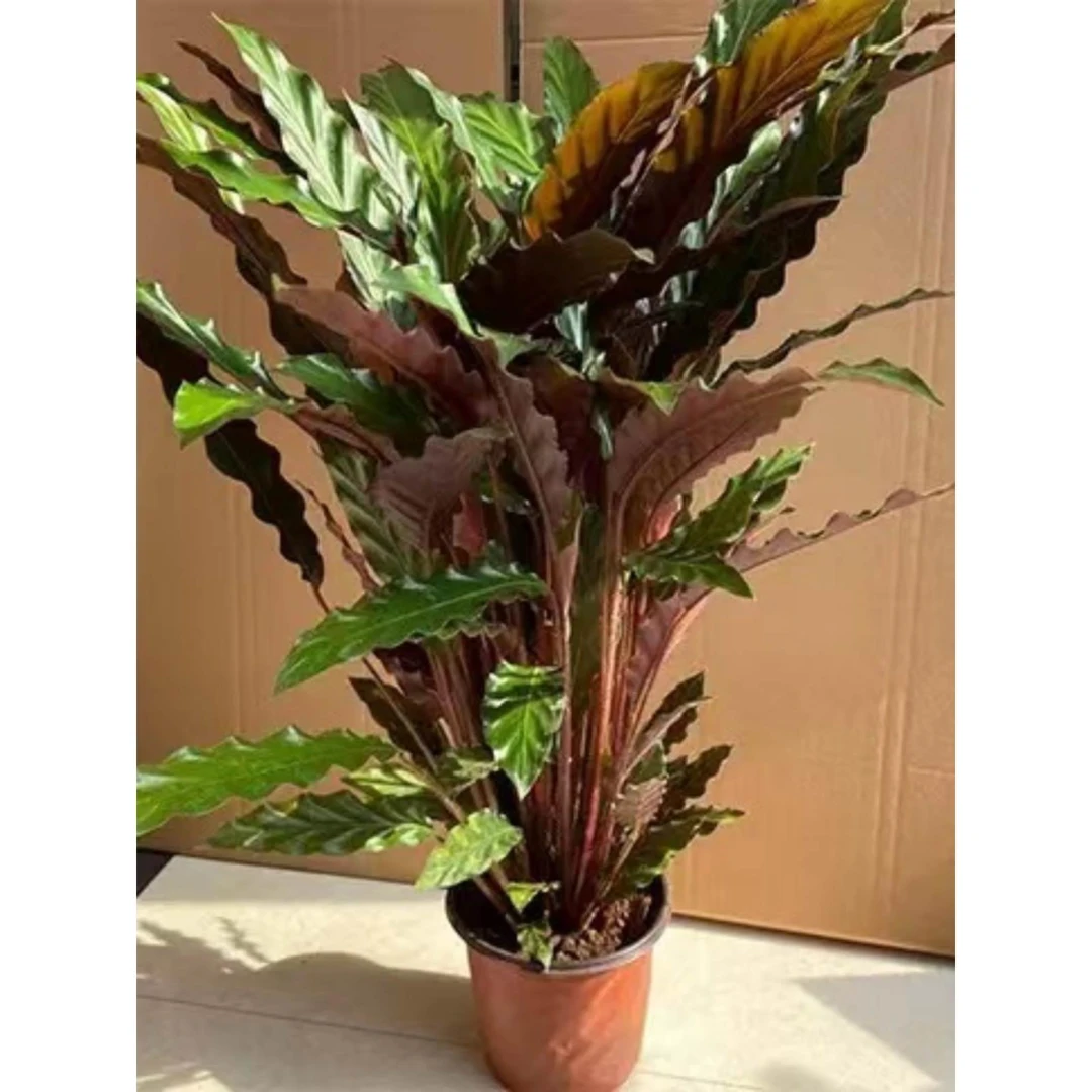 紫背大波浪飞羽竹芋1喜阴盆栽绿植花卉净化空气办公室鲜活