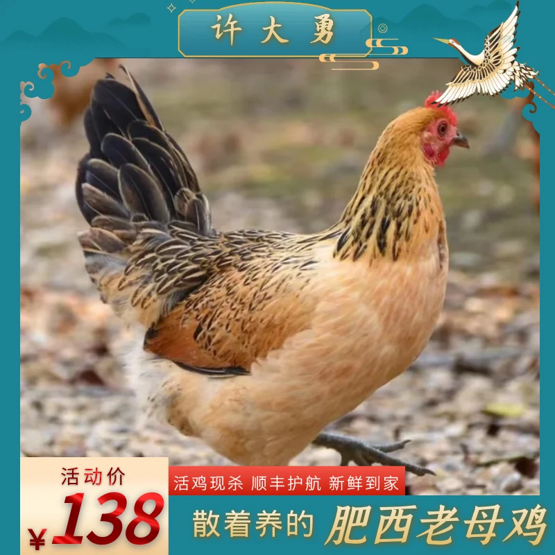 正宗肥西老母鸡 农家散养土鸡 顺丰冷链 新鲜高品质 不带肝