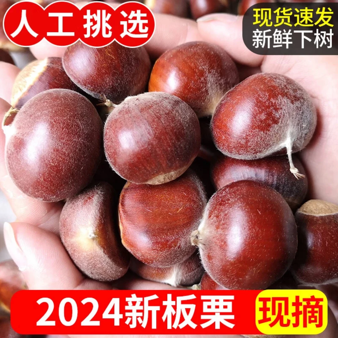 【5斤装】正宗2024新货野生板栗油栗软糯香甜现摘包邮
