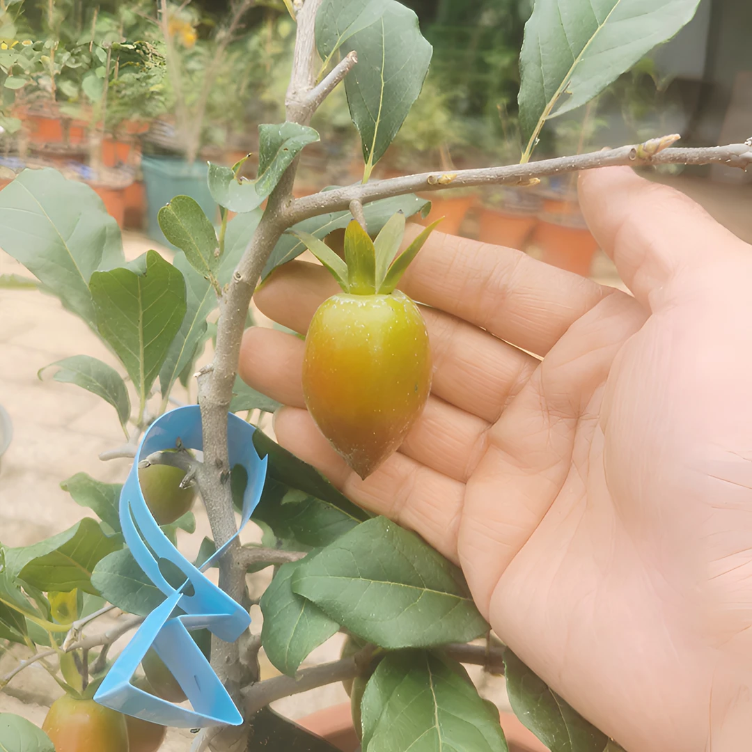 老鸦柿盆景红大秋嫁接苗