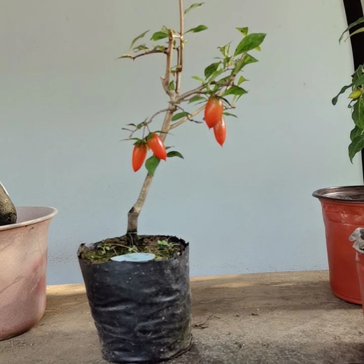 红陶20CM（含）-50CM（不含）咸**头